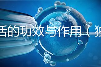 獨活的功效與作用（獨活是傷腎還是補腎）