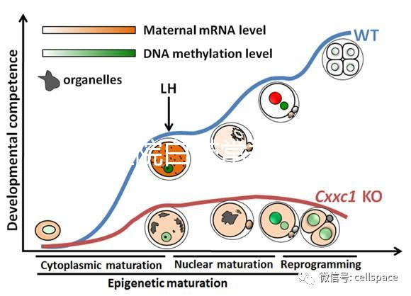 華西醫(yī)院白帶常規(guī)費(fèi)用真心貴，事后不憑醫(yī)保報銷虧大發(fā)