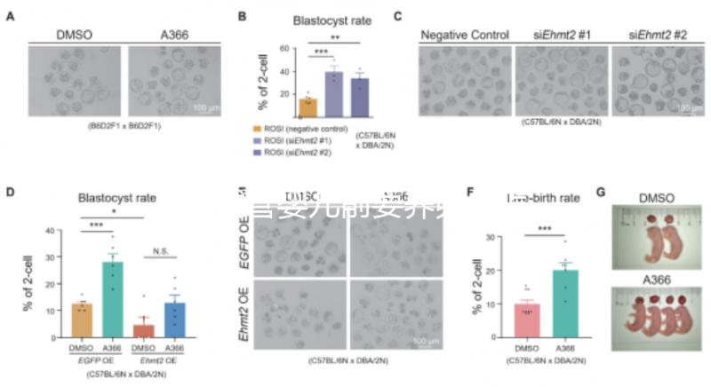 做試管嬰兒前要養(yǎng)卵,怎么做?趕緊來(lái)看看這些方法!