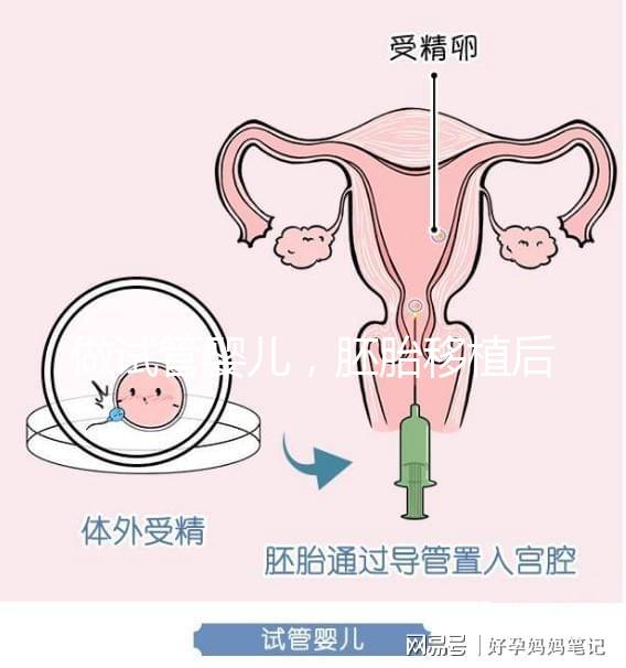 做試管嬰兒,胚胎移植后懷孕周期和預(yù)產(chǎn)期怎么算