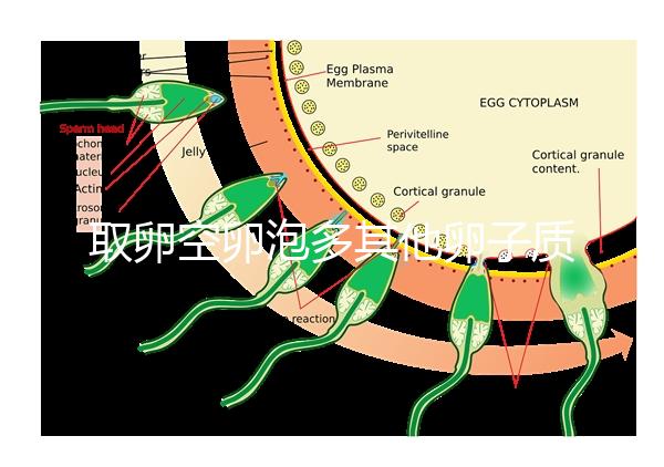 取卵空卵泡多其他卵子質(zhì)量好不好說(shuō)，多方面衡量準(zhǔn)確