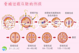 促排第十一天金秀兒灰印、白板均有希望,抽血hcg2懷孕懸