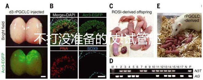 不打沒準備的仗!試管胚胎移植前做好這6點才能事半功倍