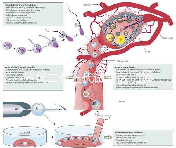 一代二代三代試管區別鮮胚(一代 二代 三代試管)
