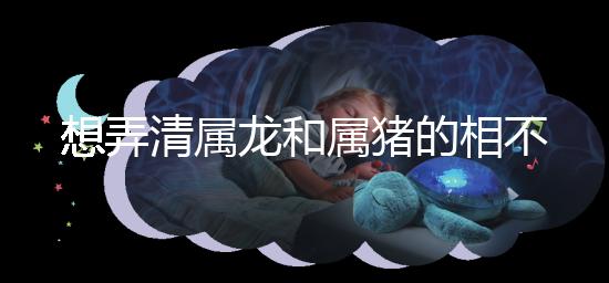 想弄清屬龍和屬豬的相不相配速覽，合得來不都幫你總結了