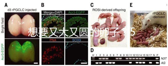 想要又大又圓的卵子？5個(gè)調(diào)理妙招備孕必備！