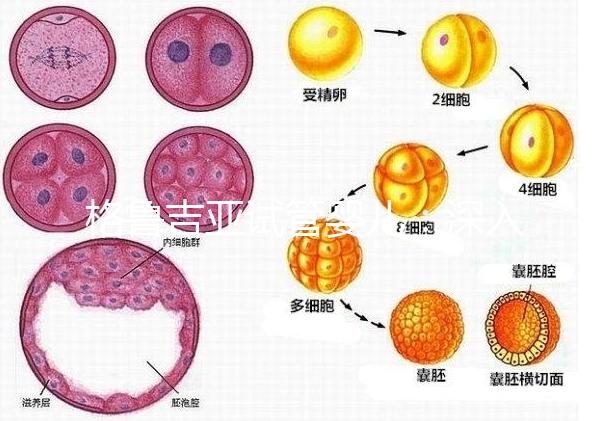 格魯吉亞試管嬰兒：深入了解優(yōu)勢(shì)與適用人群！