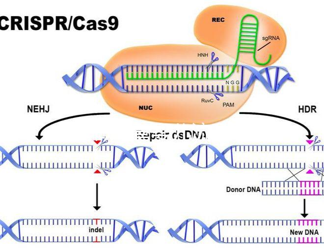 如何做試管嬰兒流程 好孕幫（做試管嬰兒怎么做？）