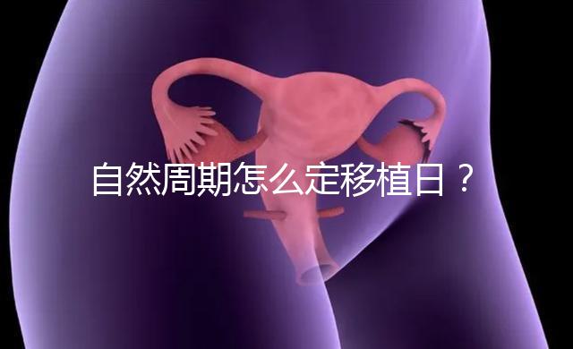 自然周期怎么定移植日？看排卵時間！胚胎或囊胚移植都不同！
