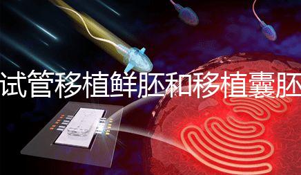 試管移植鮮胚和移植囊胚哪個(gè)成功率會(huì)高？