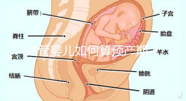 試管嬰兒如何算預產期(試管嬰兒如何算預產期計算器)