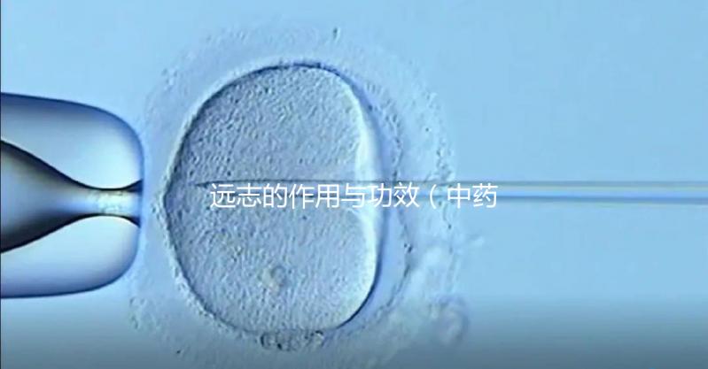 遠志的作用與功效(中藥遠志的作用與功效)