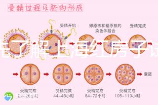 預(yù)先了解上海紅房子試管建檔流程，最快當(dāng)天可定方案